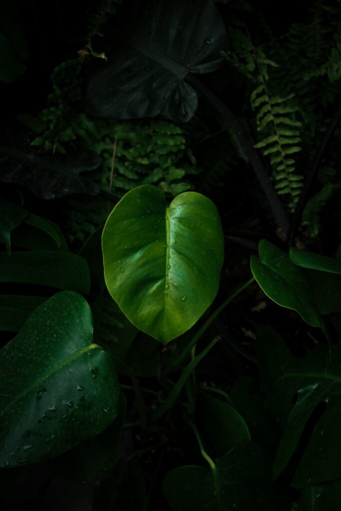 Macro Close-Up: Green Leaf with Water Droplets – Lush Wallpaper