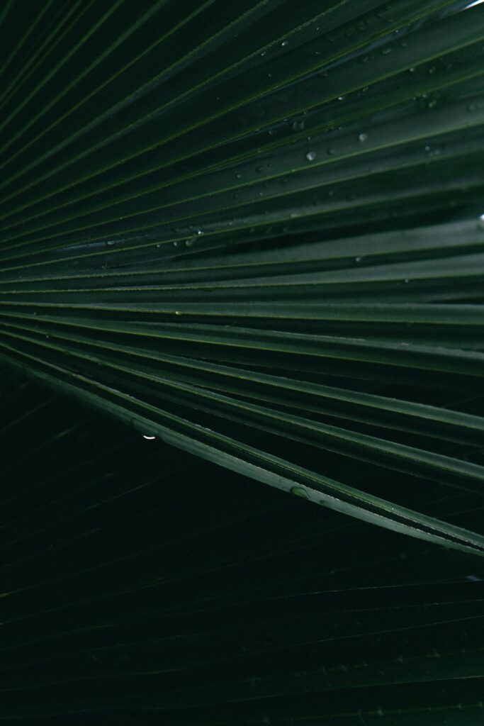 Macro Close-Up: Green Leaf Textures & Water Droplets Wallpaper