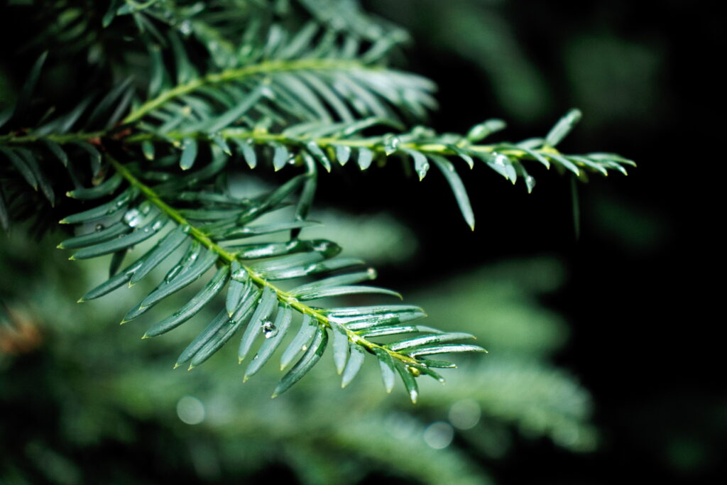 Macro Shot: Green Pine Needles with Shimmering Rain Droplets Wallpaper