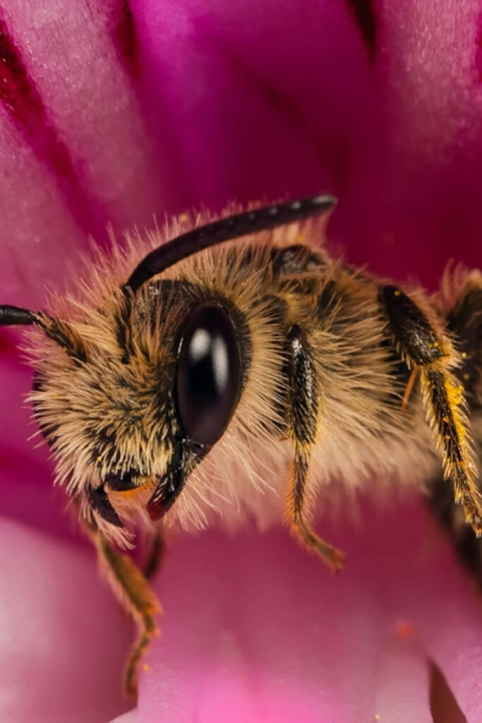 Stunning Macro Wallpaper: Bee on Colorful Flower Close-Up