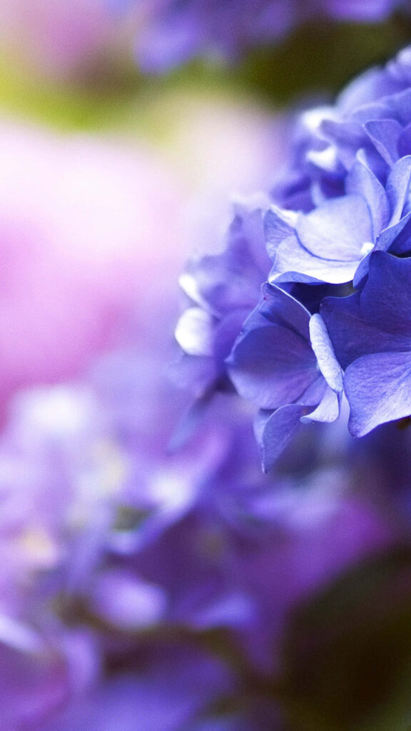 Delicate Purple Flower Macro: Serene Wallpaper Background
