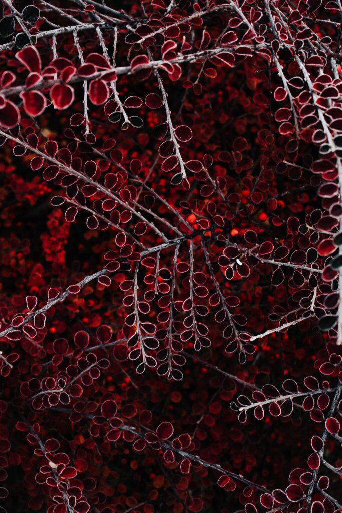 Stunning Macro Wallpaper: Intricate Red Branches & Leaves Background
