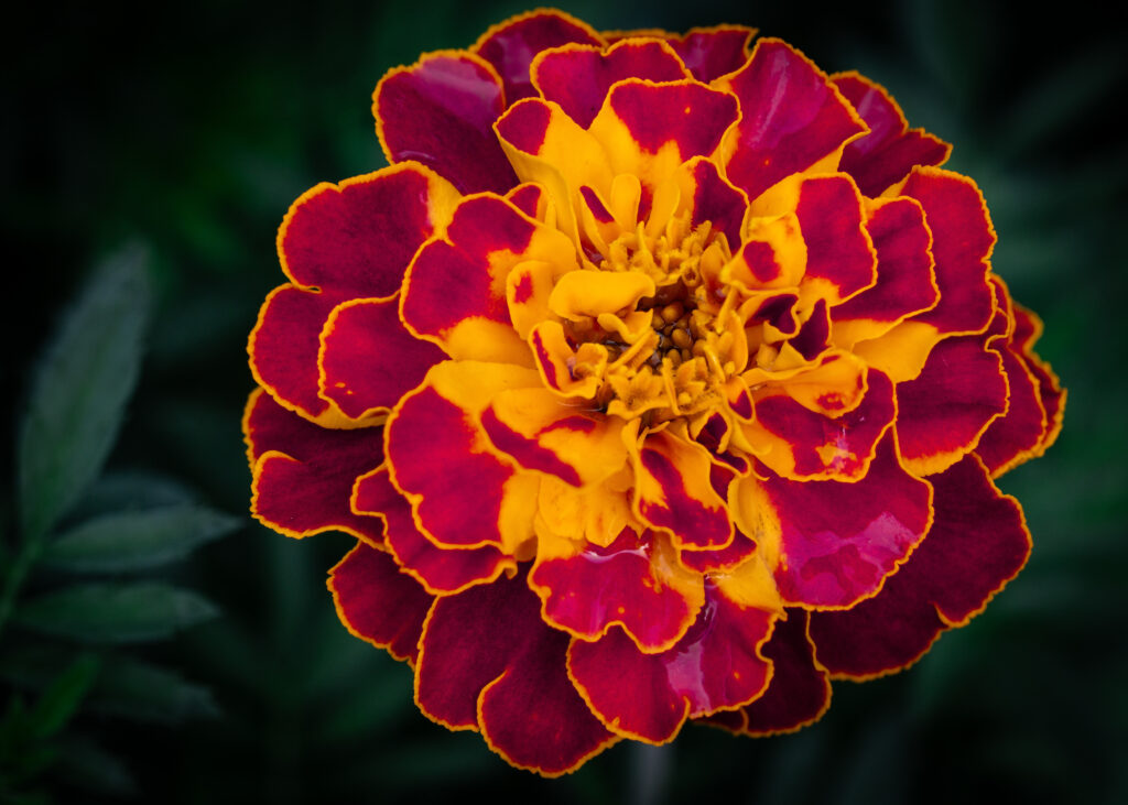 Stunning Marigold Flower Macro: Yellow & Purple Petals Wallpaper