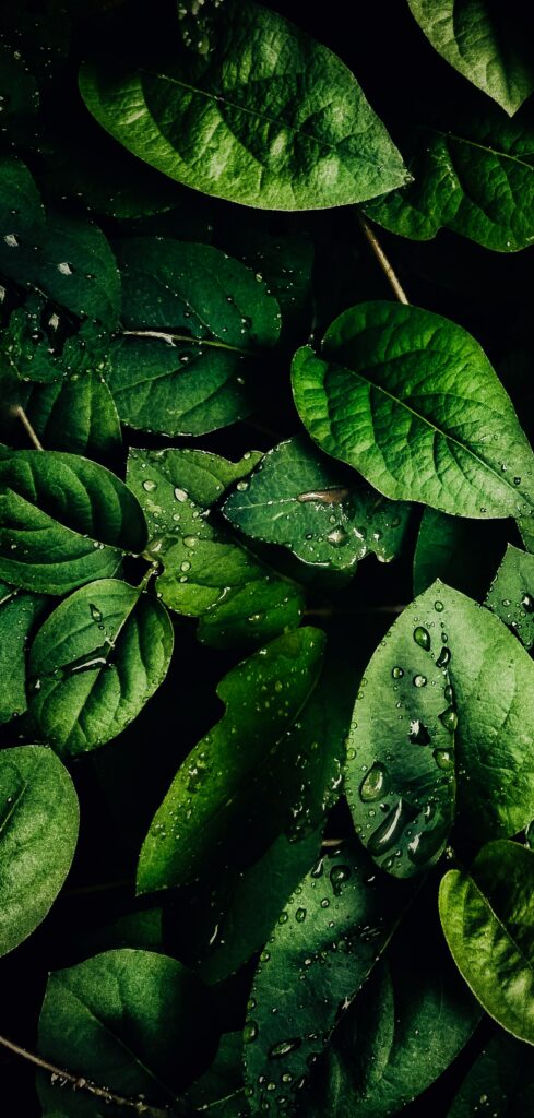 Stunning Macro Wallpaper of Lush Green Leaves with Water Droplets