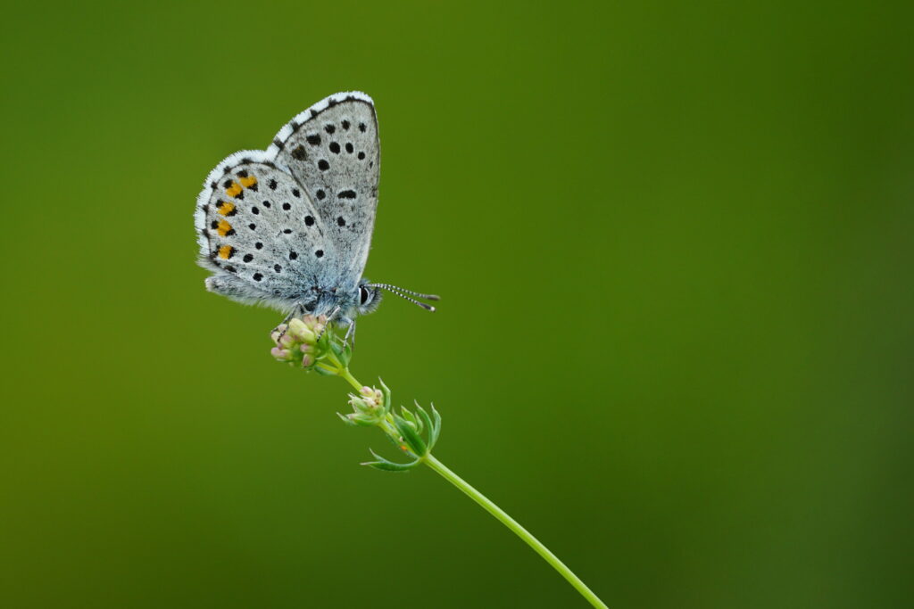 Stunning Macro Wallpaper: Lycaenidae Butterfly on Serene Green