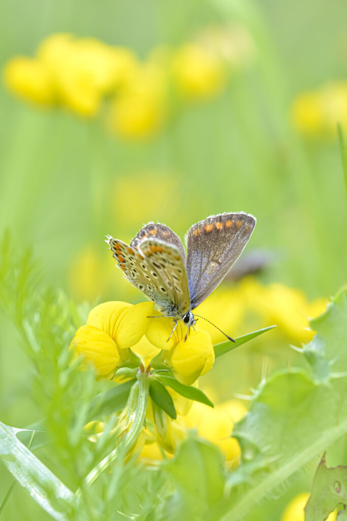 Stunning Macro Wallpaper of Lycaenidae Butterfly on Yellow Flower