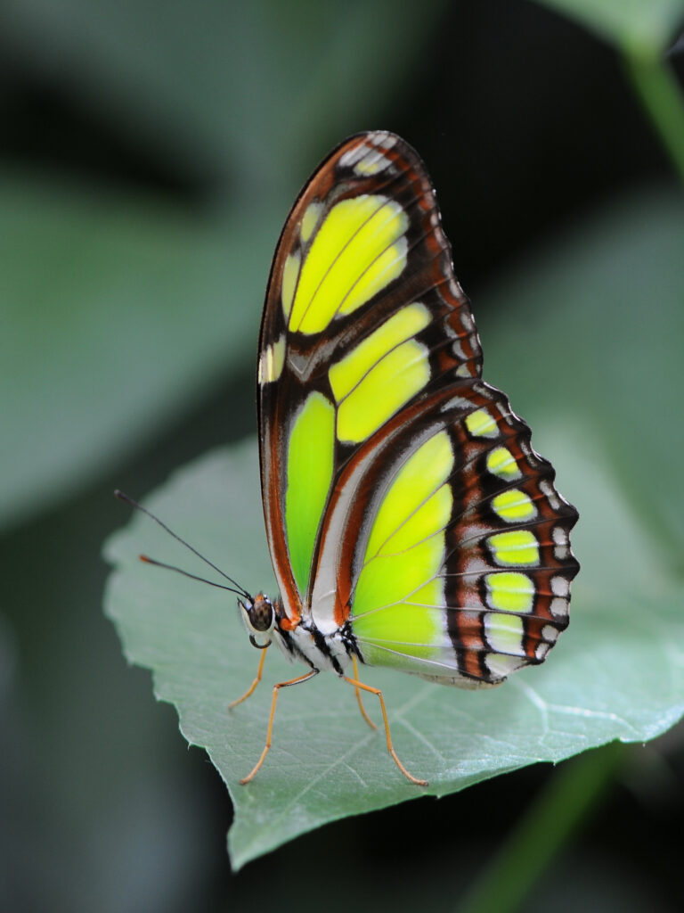 Macro Malachite Butterfly Wall Art: Vibrant Green & Black Design Wallpaper