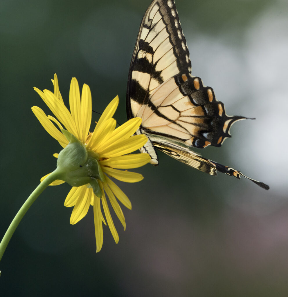 Stunning Macro Wallpaper: Papilio Glaucus Butterfly on Yellow Flower