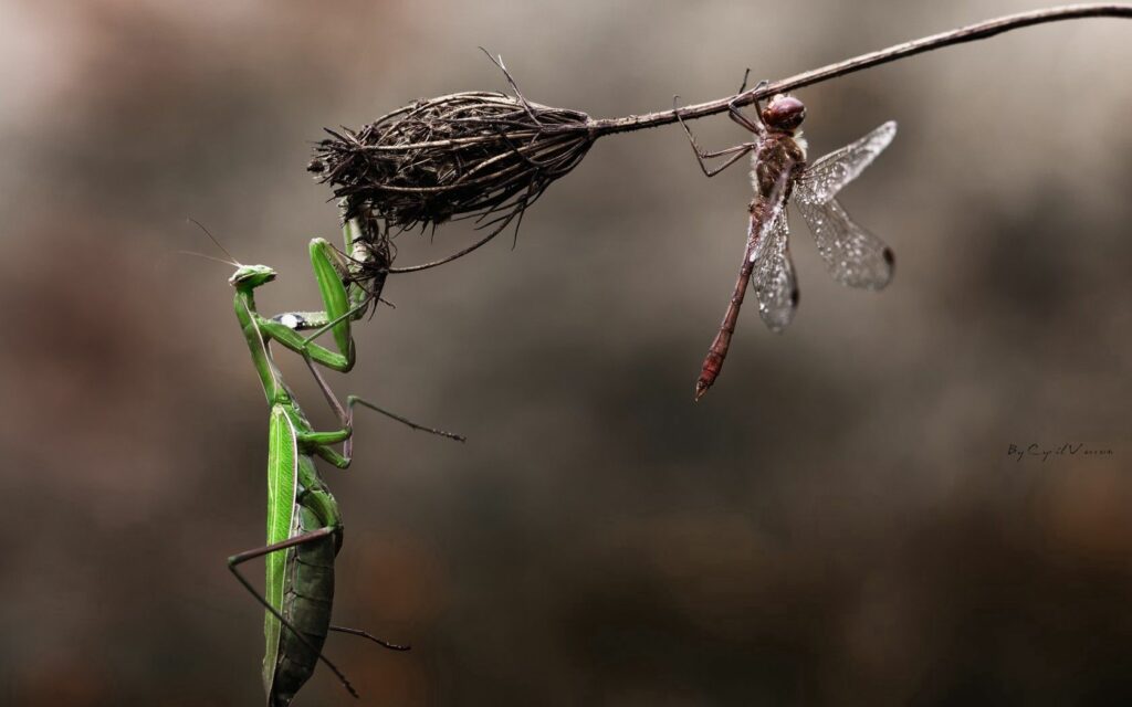 Macro Beauty: Praying Mantis & Dragonfly on a Floral Stem Wallpaper