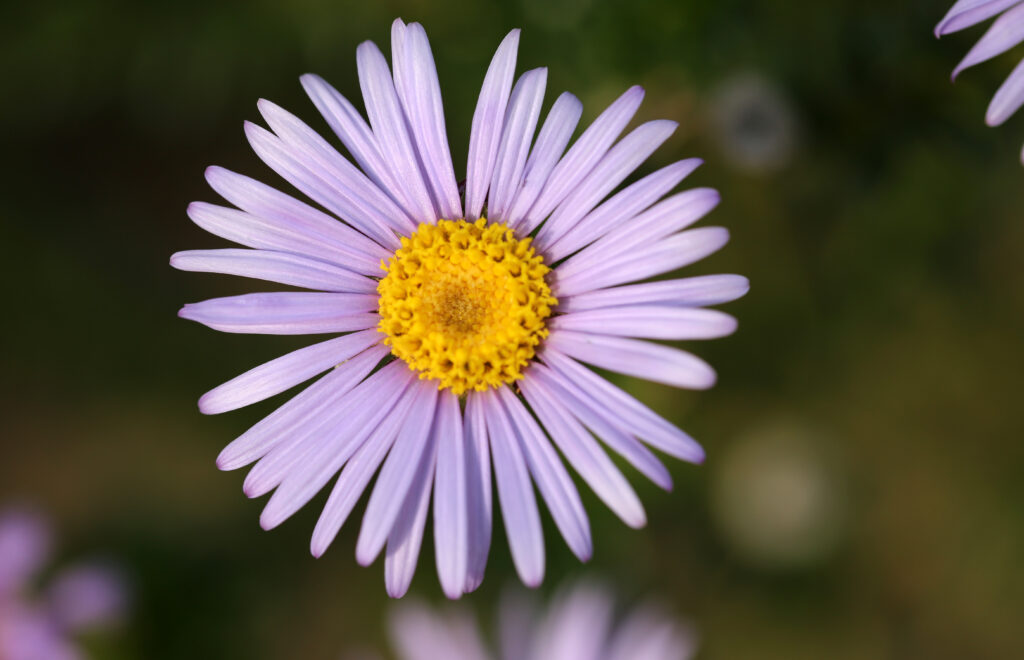 Macro Purple Flower Wallpaper: Delicate Petals & Bright Yellow Center