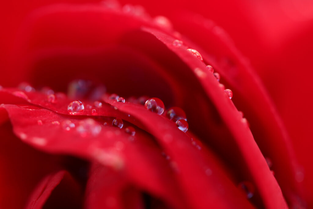Vibrant Red Flower Macro with Sparkling Water Droplets - Wallpaper
