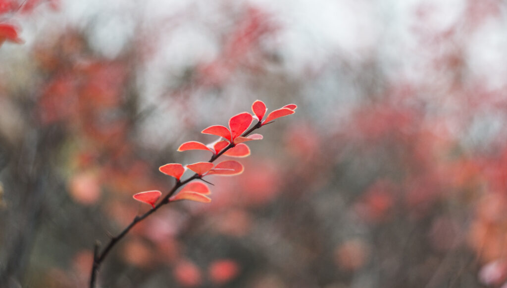 Vivid Red Leaf Branch: Macro Nature Wallpaper Background
