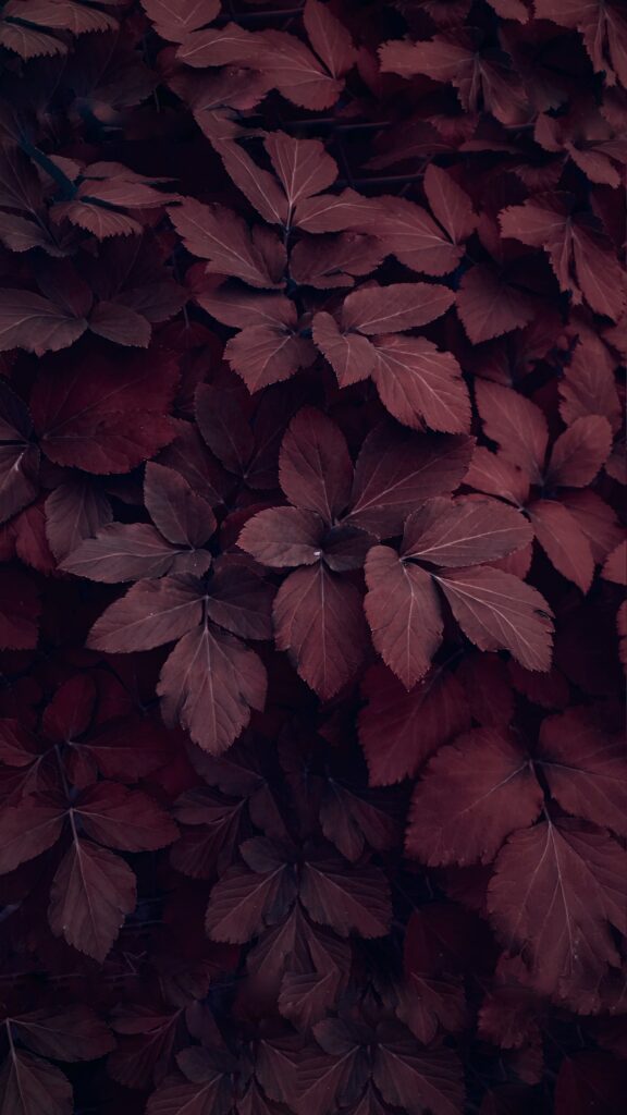 Red-Hued Macro Wallpaper: Intricate Plant Leaves & Textures