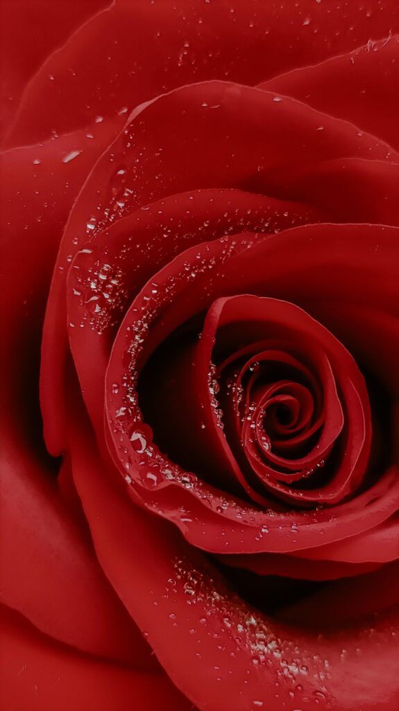 Stunning Red Rose Macro Wallpaper with Water Droplets Background
