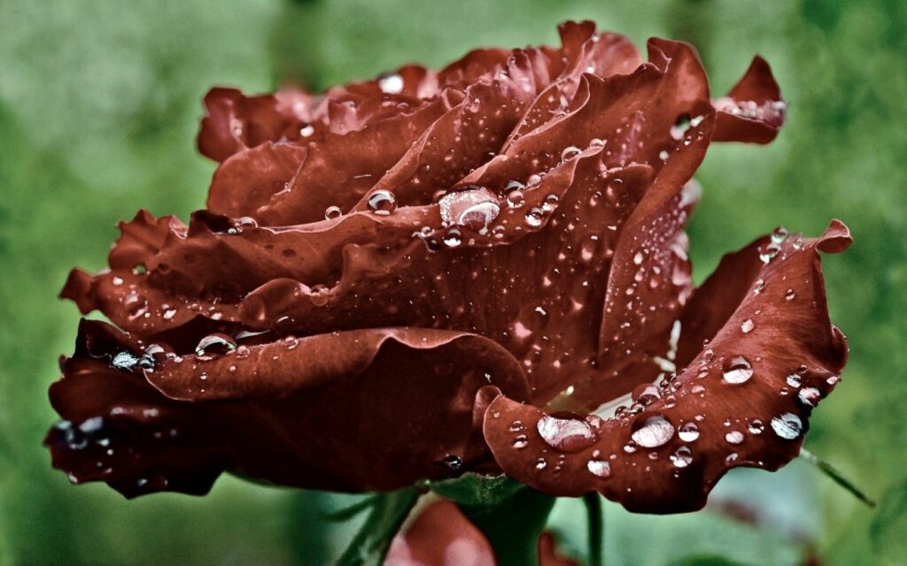 Vibrant Red Rose Macro Wallpaper with Water Droplets Background