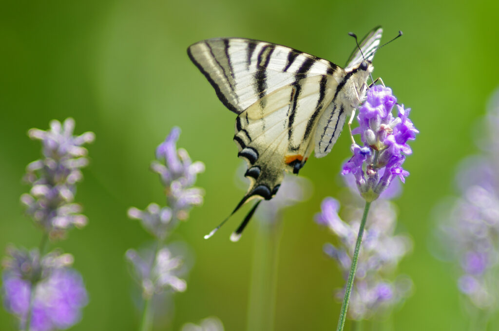 Stunning Macro Wallpaper: Scarce Swallowtail on Purple Flower
