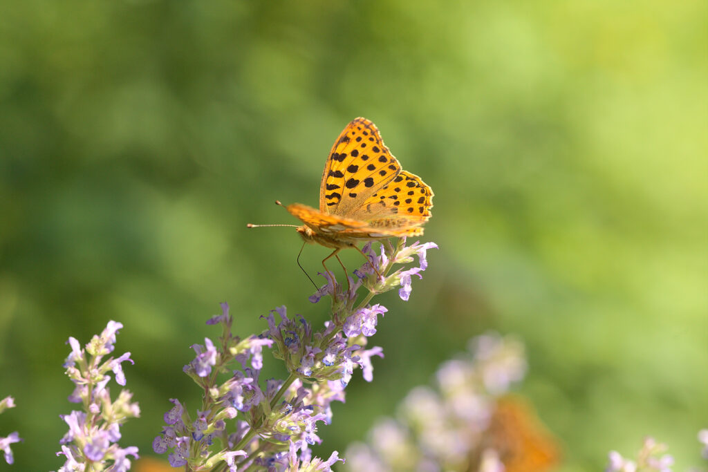 Stunning Macro Wallpaper: Silver-Washed Fritillary on Vibrant Flower