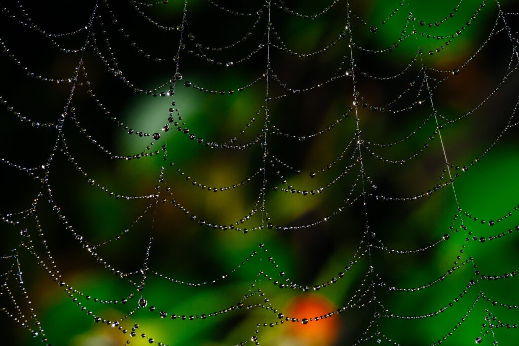 Stunning Macro Wallpaper: Spider Web with Water Droplets Background