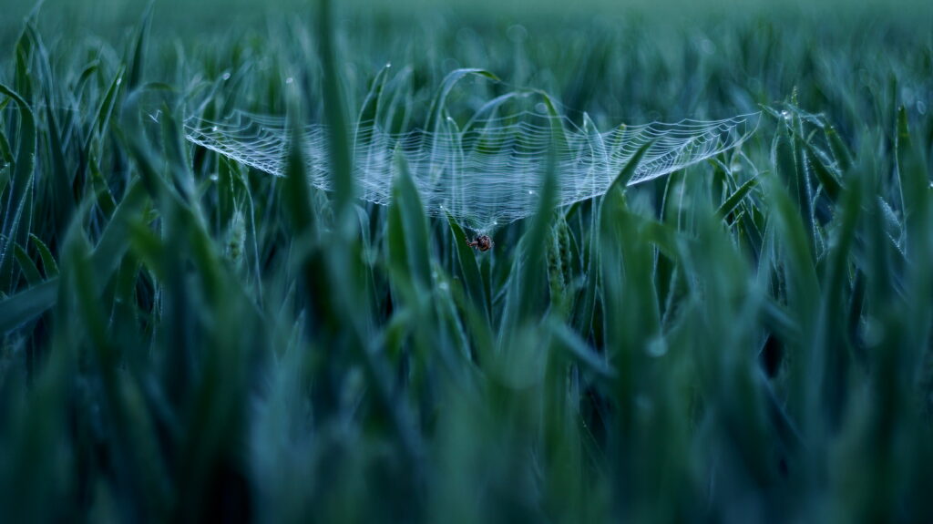 Stunning Macro Wallpaper: Spider in Cobweb Amidst Lush Green Grass