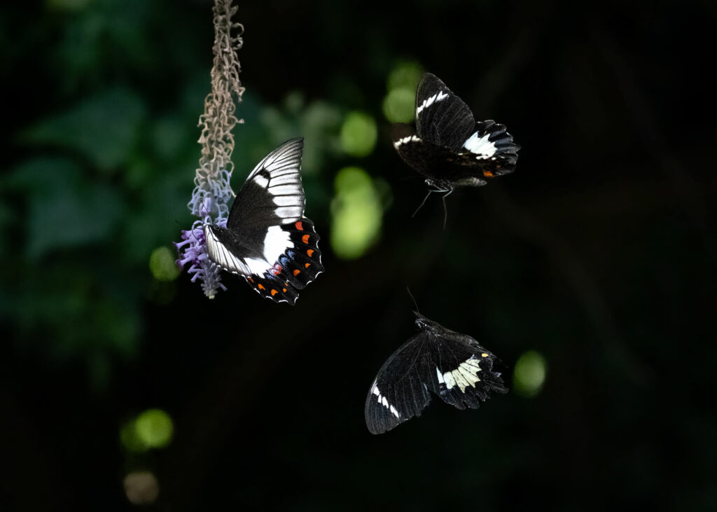 Stunning Macro Shot of Swallowtail Butterflies – Nature Wallpaper