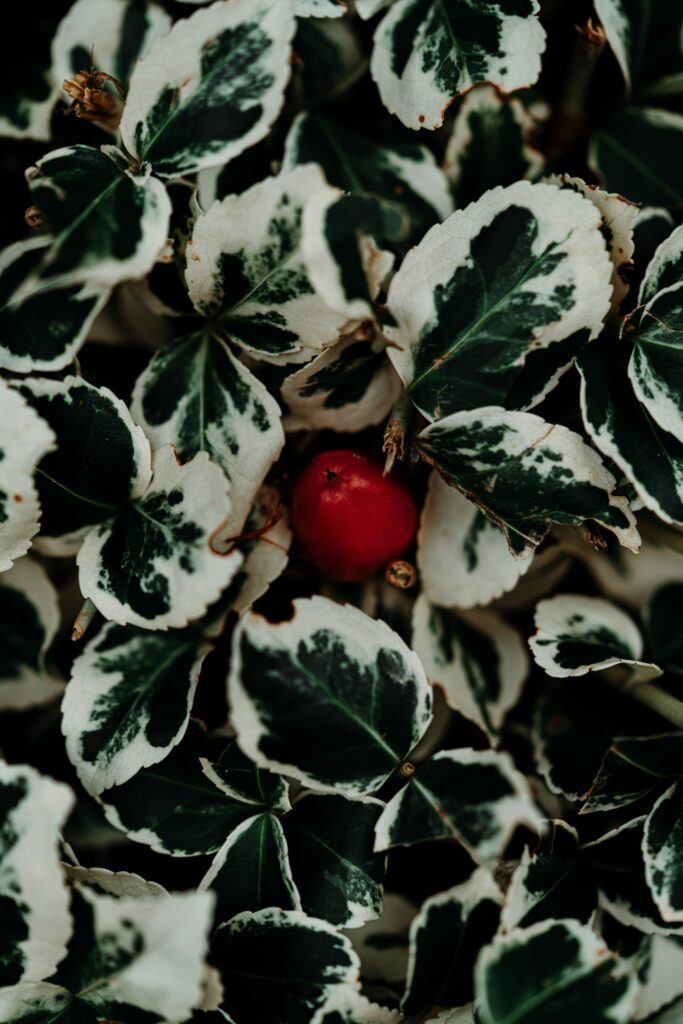 Stunning Macro: Variegated Leaves & Red Fruit - Wallpaper Background