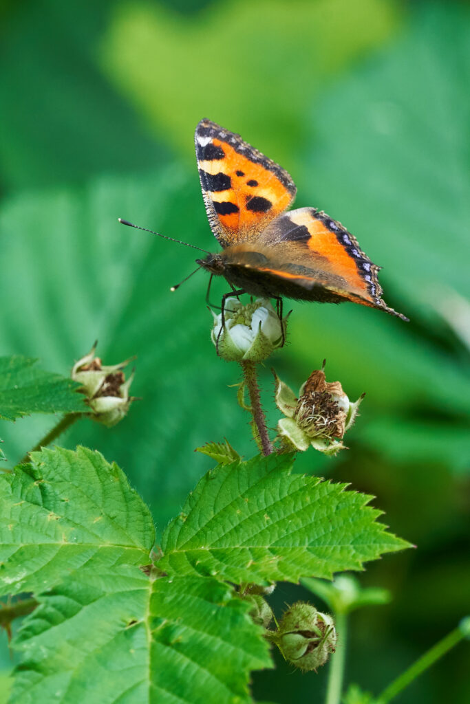Stunning Macro Wallpaper: Butterfly on Budding Plant Amidst Green Leaves
