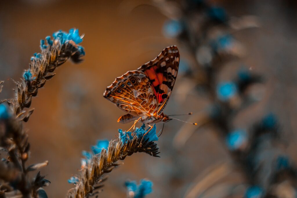 Vibrant Butterfly Macro: Intricate Floral Wallpaper Background