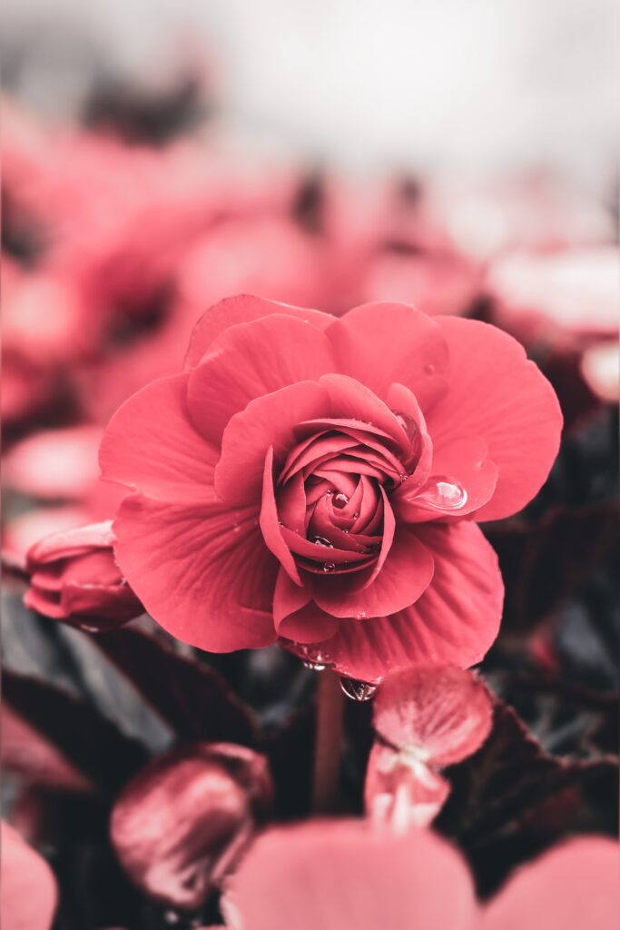 “Vibrant Flower Macro Wallpaper with Water Drops & Blurred Background”