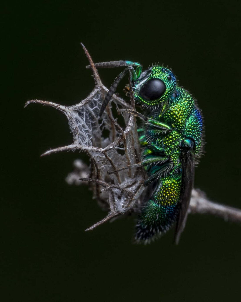 Vibrant Green & Blue Insect Macro Wallpaper on Dark Background