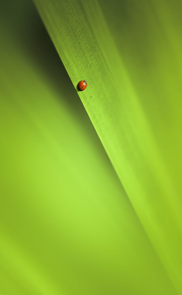 Macro Wallpaper: Vibrant Green Leaf & Red Insect Beauty in Nature
