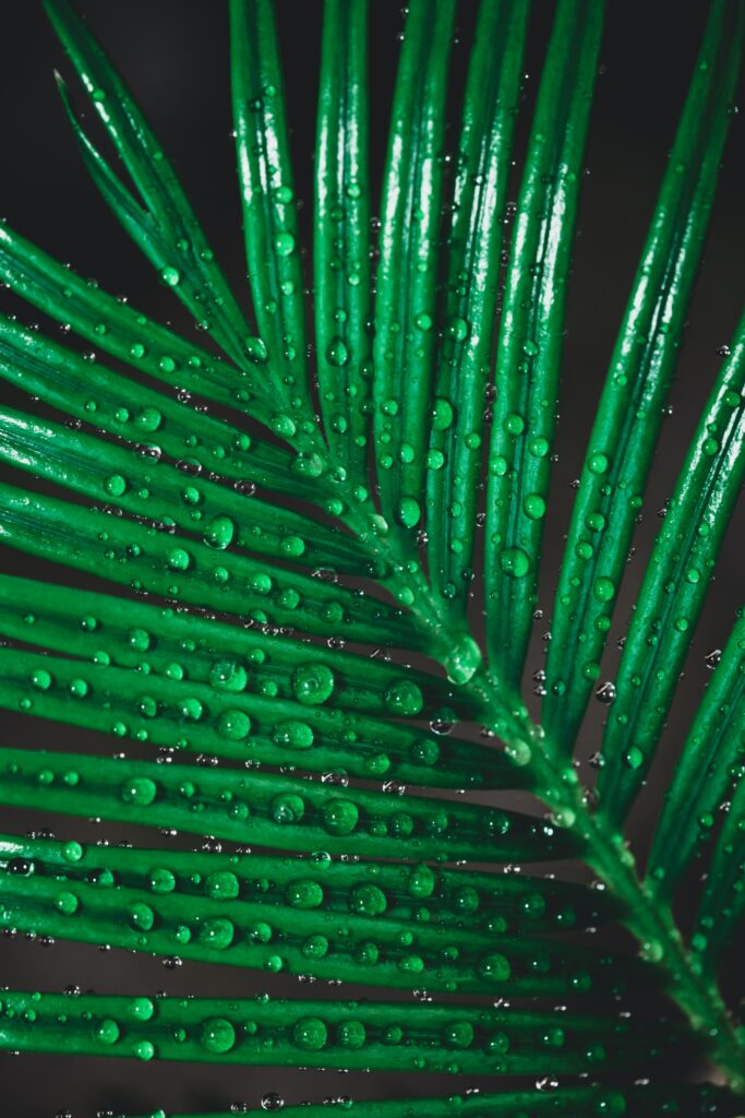 Macro Wallpaper: Vibrant Green Leaf with Glistening Water Droplets