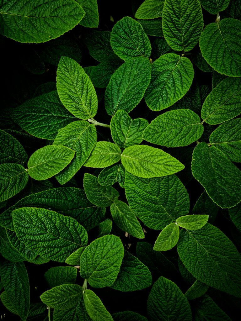 Vibrant Green Leaves Macro Wallpaper: Nature's Textured Beauty