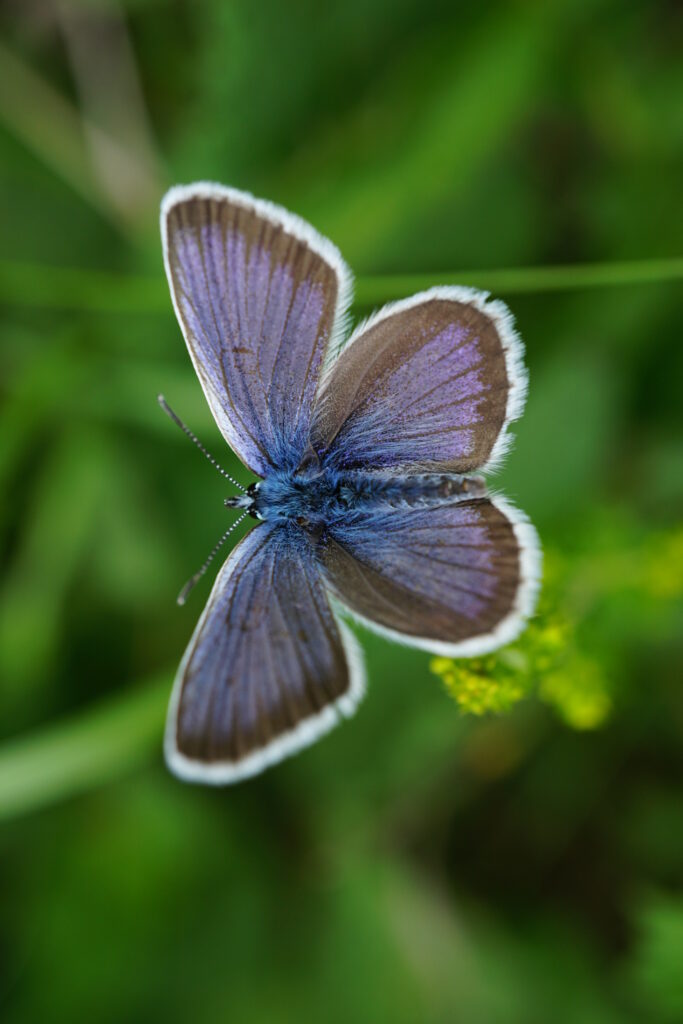 Vibrant Lycaenidae Butterfly Macro Wallpaper Background