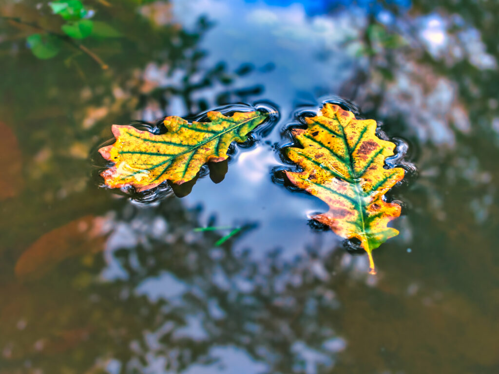Vibrant Oak Leaves Macro Wallpaper: Serene Reflection on Water
