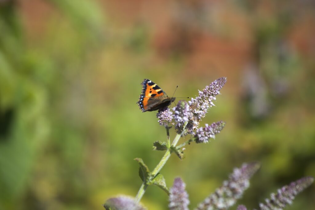 Stunning Macro of Vibrant Butterfly on Flower - Wallpaper Background