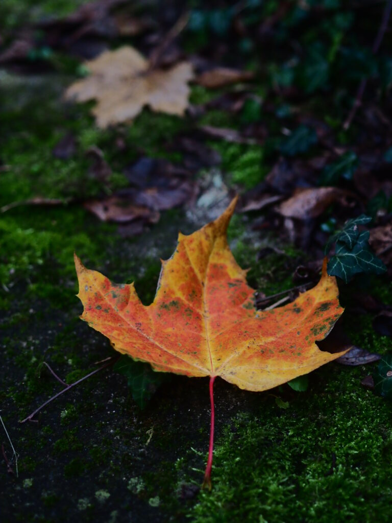 Macro Shot: Vibrant Orange Maple Leaf on Moss Wallpaper Background