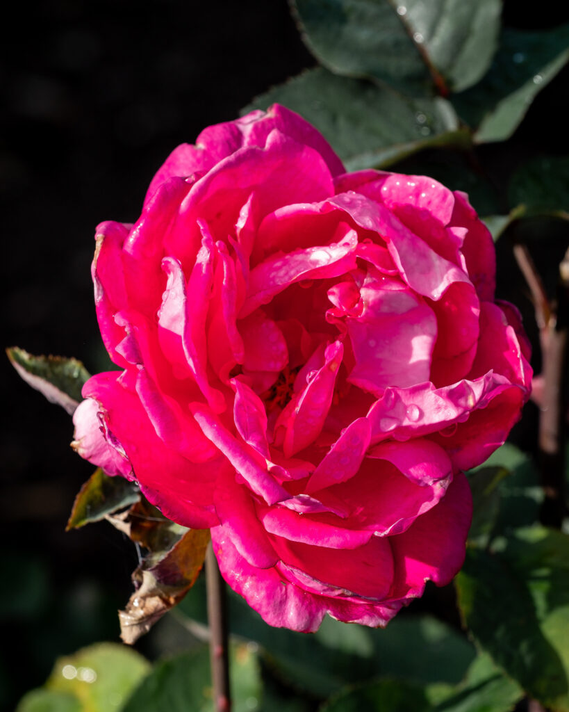 Vibrant Pink Rose Macro Wallpaper with Sparkling Water Drops
