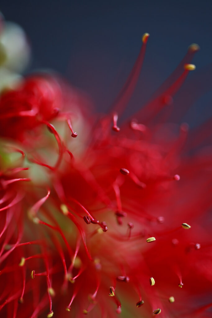Vibrant Red Flower Macro Wallpaper - Stunning Petals & Pollen Blur