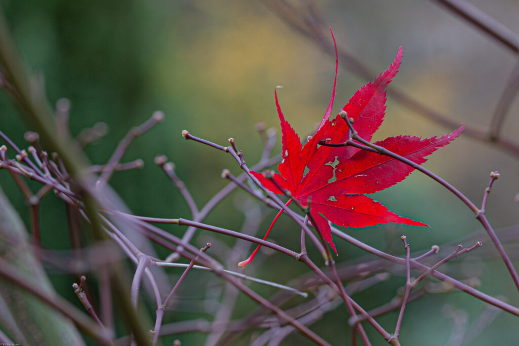 Stunning Macro of Red Leaf on Branches: Autumn Wallpaper Background