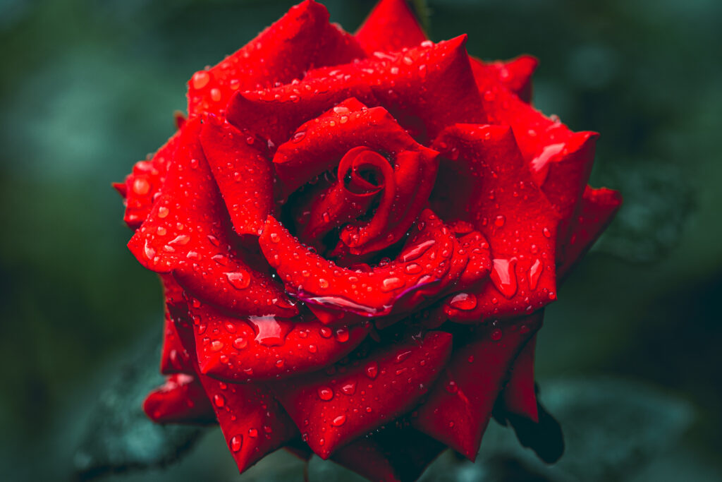 Stunning Macro Red Rose with Rain Droplets - Vibrant Wallpaper Background