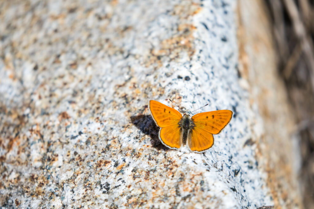 Vibrant Copper Butterfly on Textured Stone - Stunning Macro Wallpaper