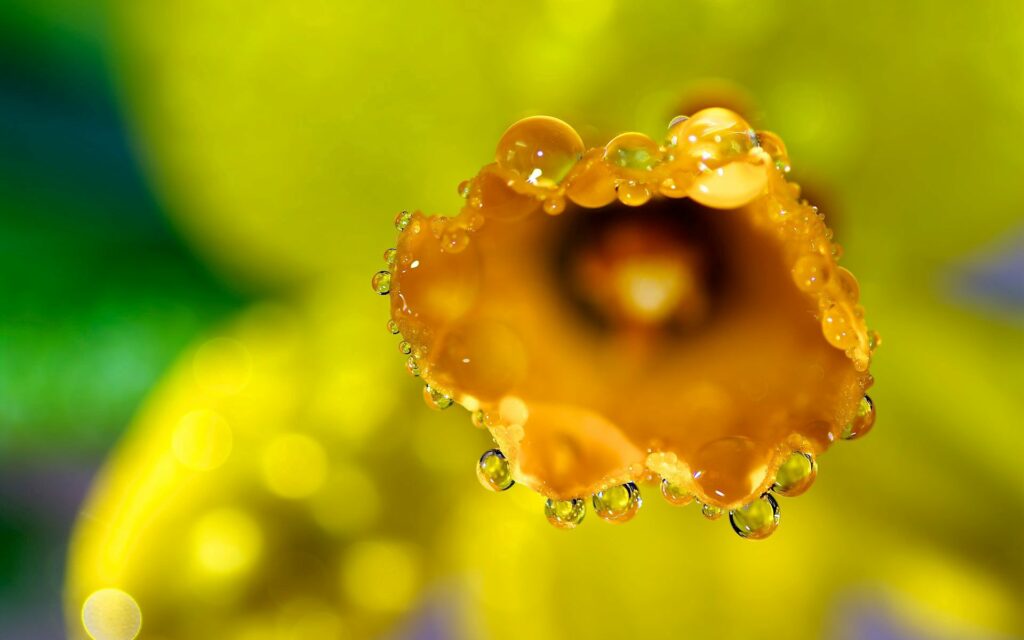 Vibrant Yellow Flower Macro Wallpaper with Dew Drops - Stunning Background