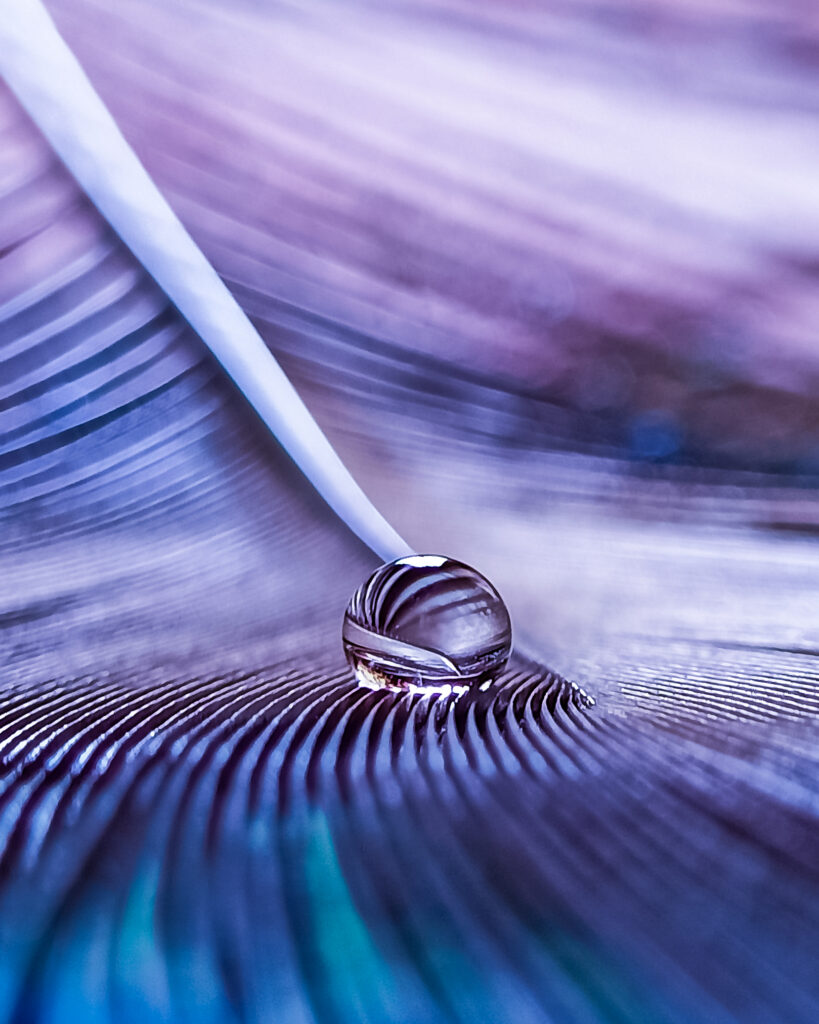 Stunning Macro Wallpaper: Water Drop on Delicate Feather Background