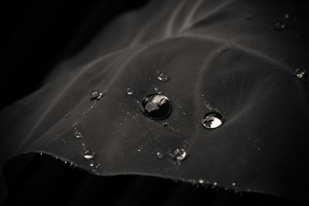 Stunning Water Droplets Macro Wallpaper on Dark Leaf Background