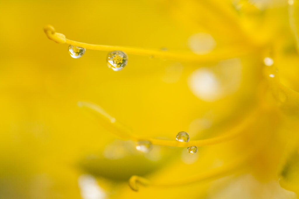 Macro Water Droplets on Yellow Petals: Stunning Nature Wallpaper