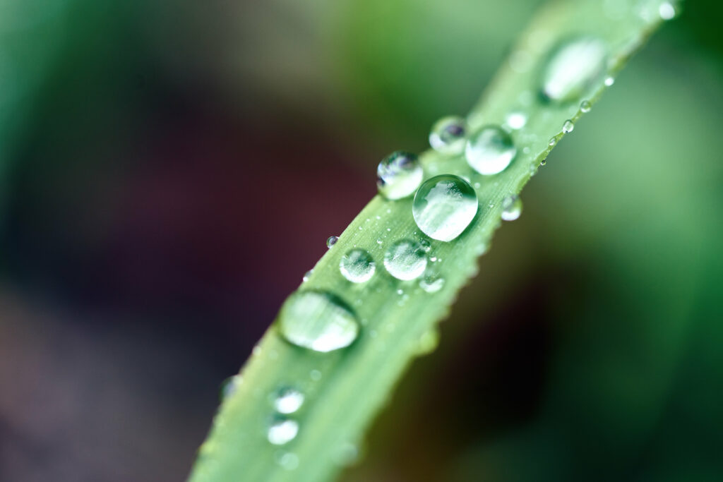 Macro Water Droplets on Green Leaf - Dewy Textures Wallpaper