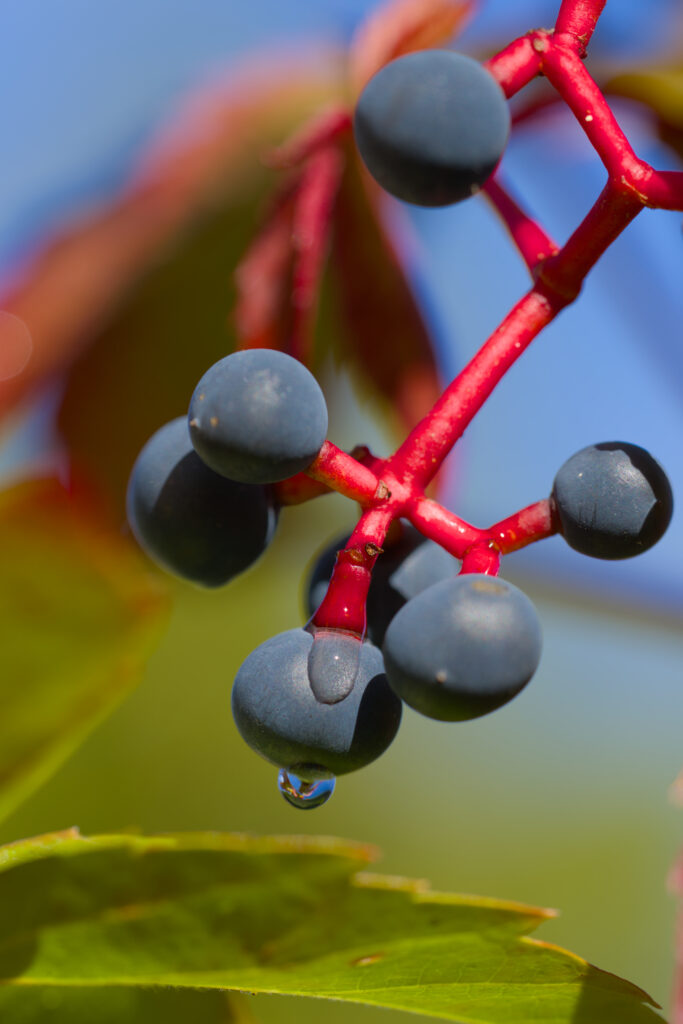Vibrant Wild Grapes Macro Wallpaper with Red Stems & Blue Clusters
