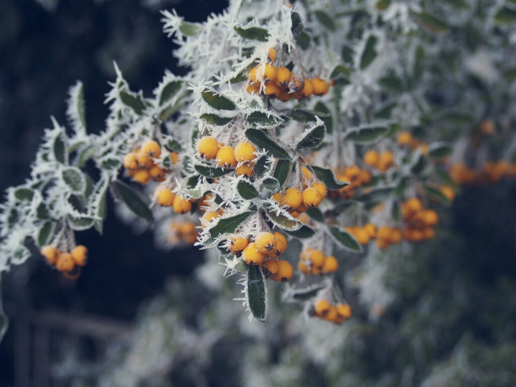 Stunning Macro Wallpaper: Yellow Berries with Hoarfrost Background