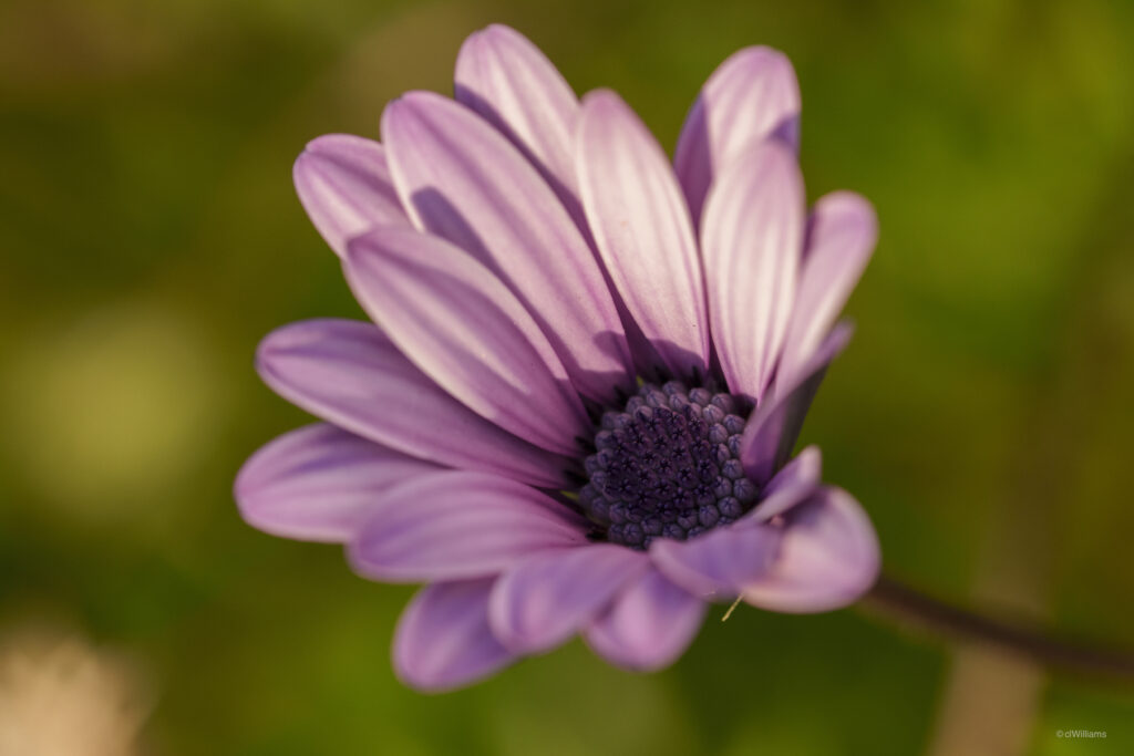Macro Close-Up of African Daisy (Dimorphotheca ecklonis) with Purple Petals Wallpaper
