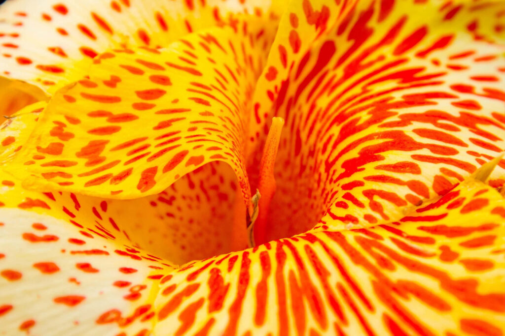 Stunning Macro Shot: Bright Yellow Flower with Red Patterns Wallpaper